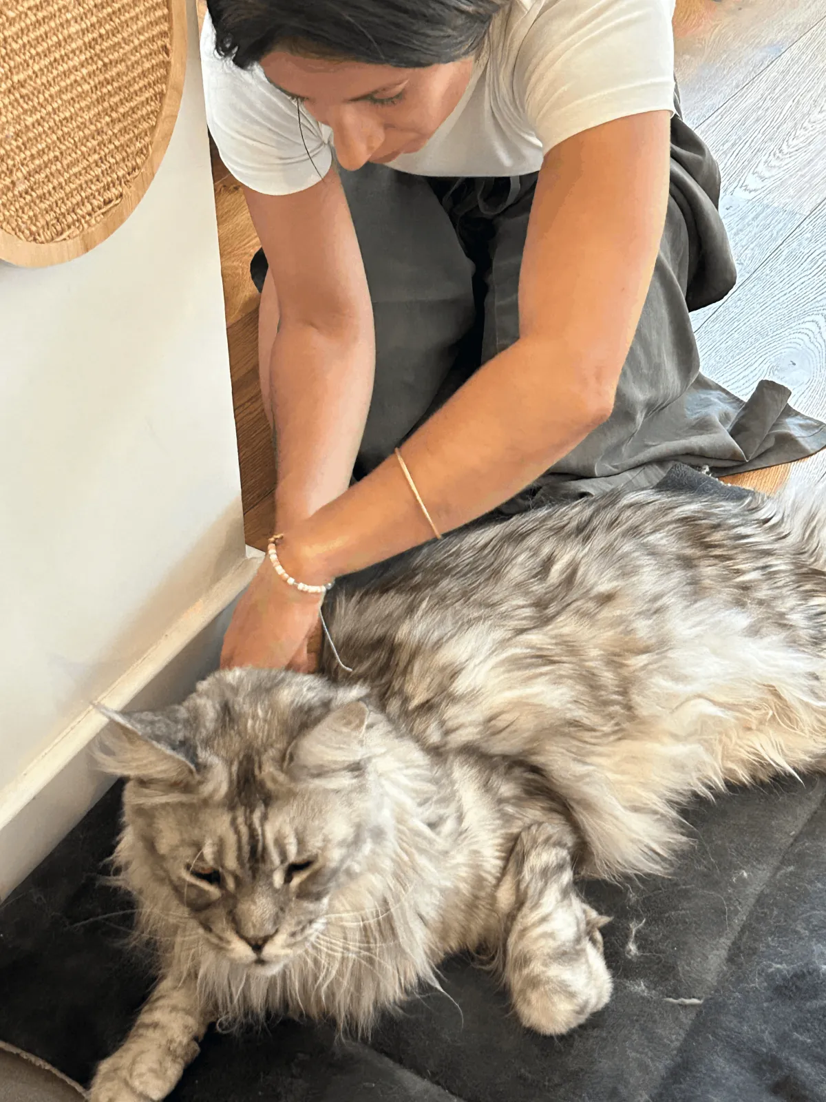 Massage d’un chat par Delphine