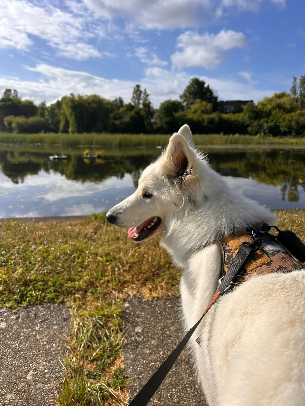 Chien en balade au bord d’un lac
